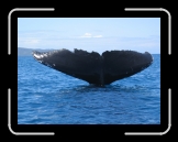 Baleine 03